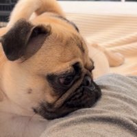 飼い主の膝にあごを乗せて、ミーアキャットを見つめる犬