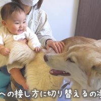 とっても優しいハスキーたち