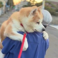 パパに抱っこしてもらう♡