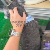 犬の頭を撫でる飼い主