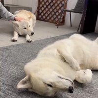 ウトウトするナオちゃん