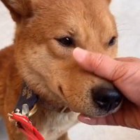 顔を撫でられてはにかむ茶色い犬