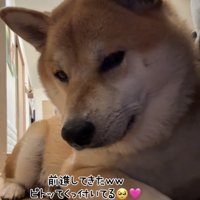 前へにじり寄る犬