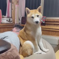 後ろにいる犬に声をかける男性