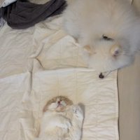 飼い主さん、やる気を失う…