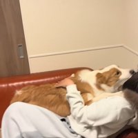 飼い主の姉に甘える中型犬