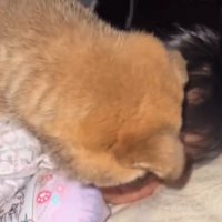 覆いかぶさる子犬