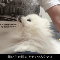 愛犬の『マヨ』ちゃん