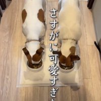 ご飯を食べる犬