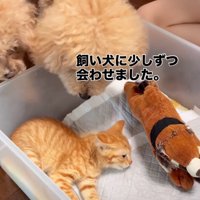 子猫を覗き見る犬たち