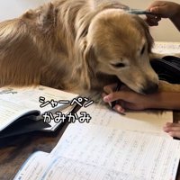 シャーペンを噛むゴールデン