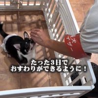 おすわりをする犬1