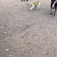 サフランちゃんの予想外の行動2