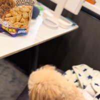 くまちゃんに「おやつほしいの？」と聞いたら4