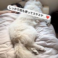ベッドを占拠する犬