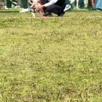 横を向く犬1