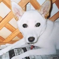 保健所を転々としたえみりちゃん