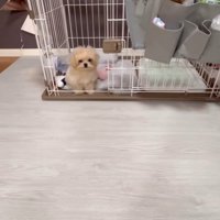 芸を披露するみるくちゃん9