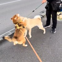 正面から抱きつくぽんたくん