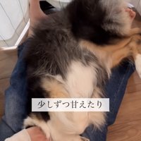 仰向けで飼い主さんに撫でられる犬
