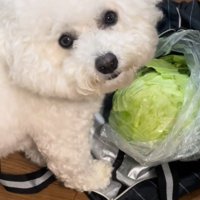 おから君の行動5