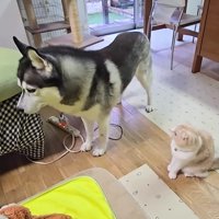 しょんぼり困惑顔に…