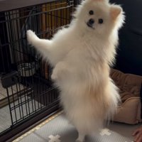 立ち上がる犬