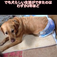 歩けなくなった大型犬