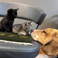 鼻キス