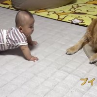 赤ちゃんから顔を背ける犬