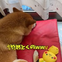 直ったおもちゃのそばで寝る柴犬
