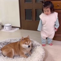 「いいなあ…」