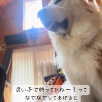撫でられて嬉しいわたまるくん