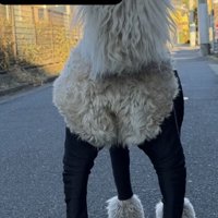 黒い服を着た犬の後ろ姿