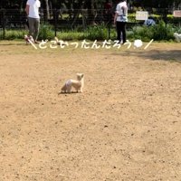 キョロキョロする犬