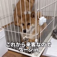 ケージの中の犬たち