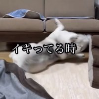 床に寝転がる犬