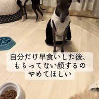 見つめる犬1