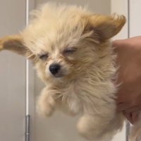 飼い主に持ち上げられて目を細める犬