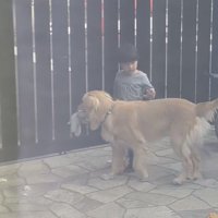 歩く男の子の横に並ぶ犬