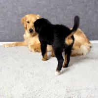 ゴールデンさんに近づく子犬