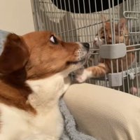 「なんなの？」とガン見