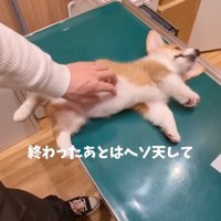 ヘソ天するベンくん