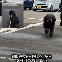 駐車場をまっすぐ歩いてくる犬