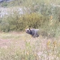 本当に熊がいた！！