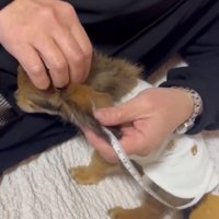 耳を測る飼い主さん
