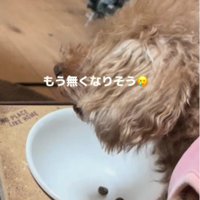 小型犬さんをガン見