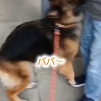 飛びつく犬