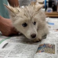 室内を見まわす泥まみれの子犬