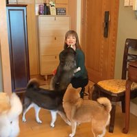 柴犬4匹の熱烈歓迎⑩